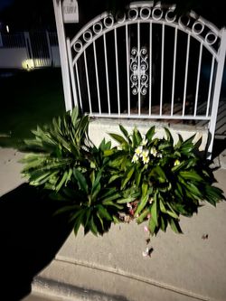 Plumeria Fresh Cuttings