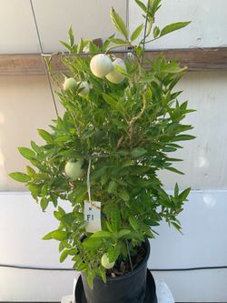 F1- Pepino Plant 長生果樹