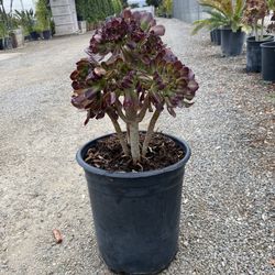 irish rose succulent for Sale in City Of Industry, CA - OfferUp
