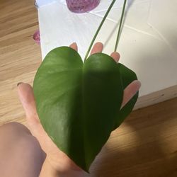 Monstera Deliciosa Cutting – Rooted & Thriving in Water