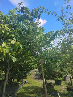 Large fruit trees Sale! 45gl $350