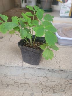 Greater celandine