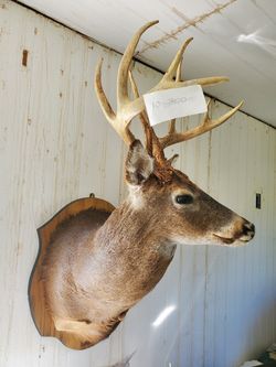 Taxidermy deer