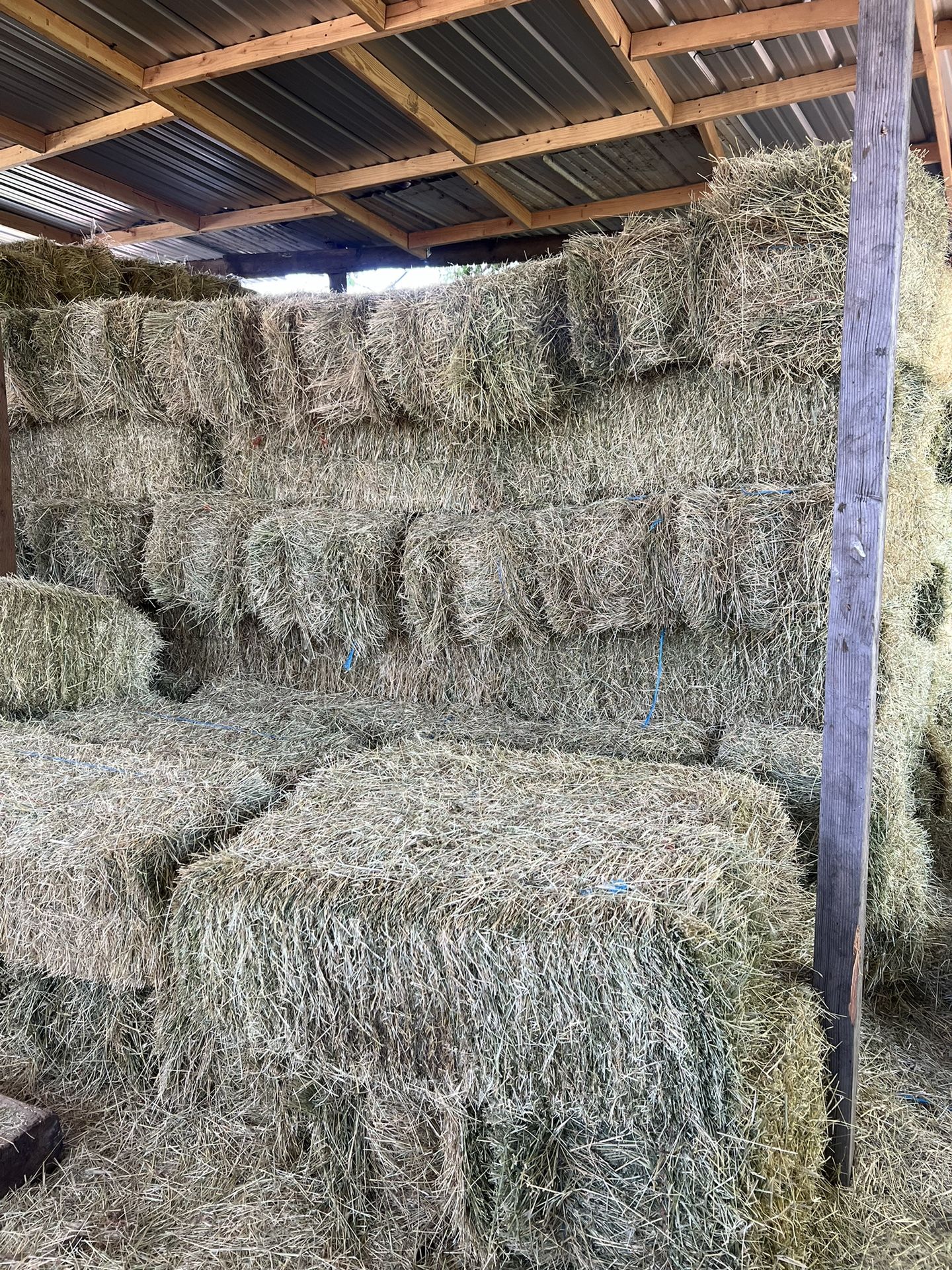 Alfalfa/Hay