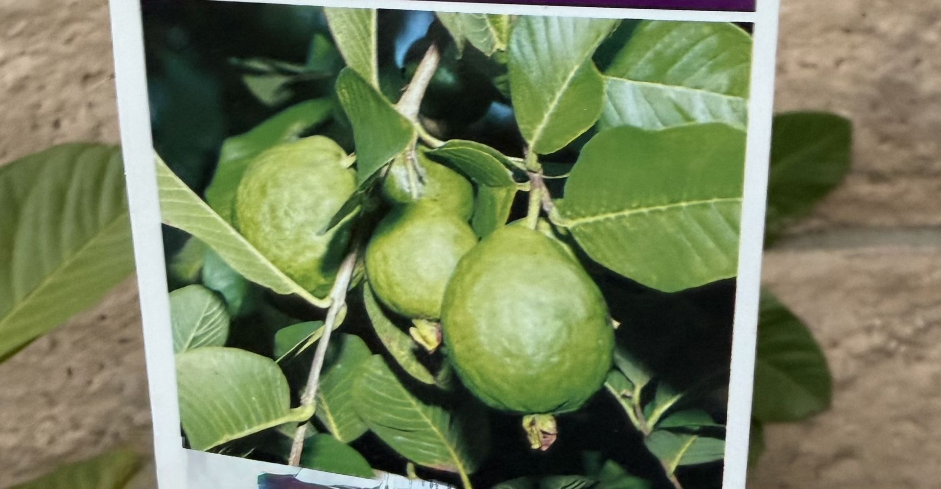 Indian  White Guava Tree ,  7' Tall 