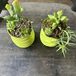 beautiful succulents, Mother’s Day Deals!