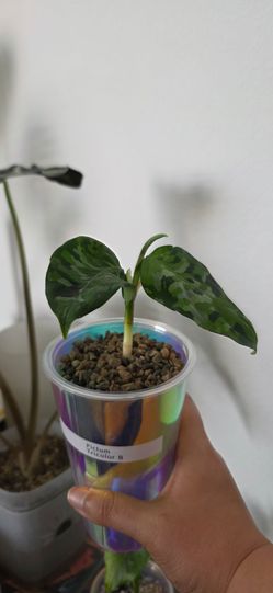 🌿 Aglaonema Pictum Tricolor (B)