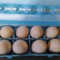 DUCK EGGS 