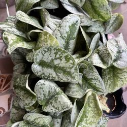 House Plant $8 Each 4” Pot