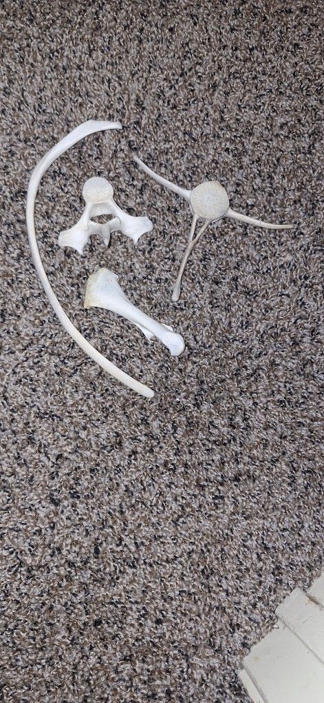 Mammal Bone Fragments Four Dried Out "2025