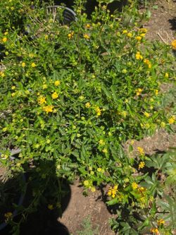 Lantana Yellow