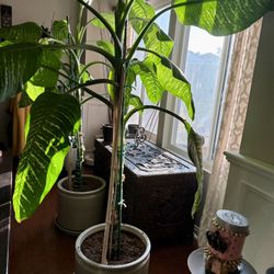 Two Mature Dieffenbachias.  15in Pots  Gorgeous 