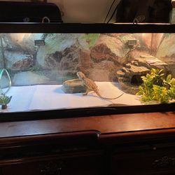 Bearded Dragon And Set Up 
