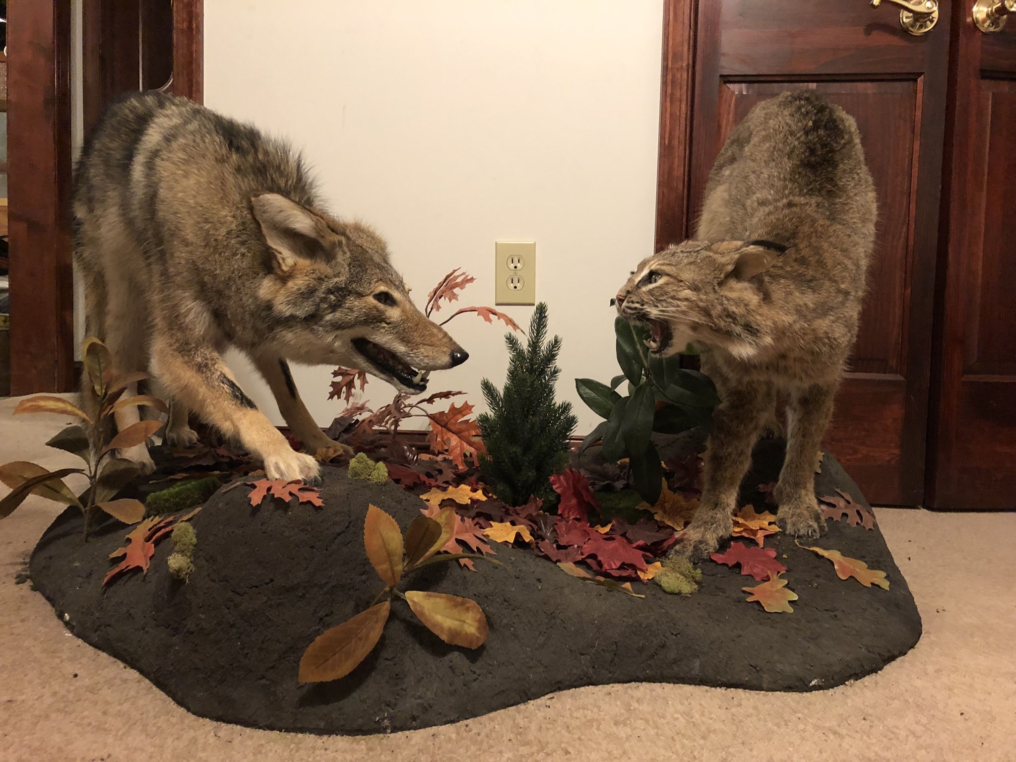 Bobcat Coyote Taxidermy
