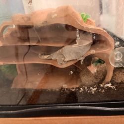 A Crested Gecko With A Tank