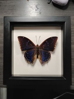 LEAF WING CHARAXES DISPLAY (OBO)