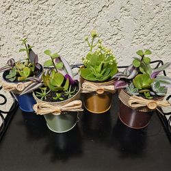 Succulent arrangements.