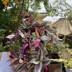 Tradescantia Plant