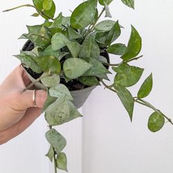 Hoya Krohniana Eskimo/Silver SplashPlant 4" Pot - Indoor House Plants