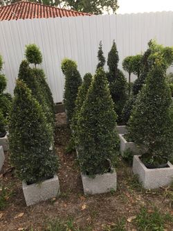 Cone and balls topiary (3 ft tall)