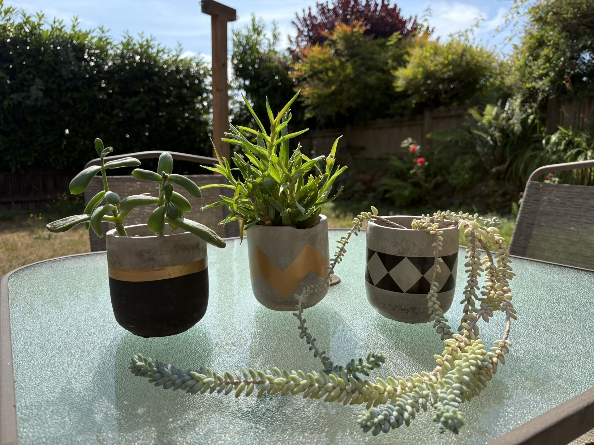 Potted Succulent Set 🪴
