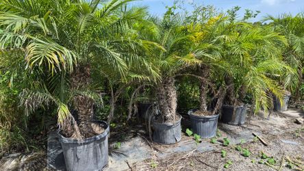 Beautiful Robollinis Palms 5 feet Tall! Fertilized
