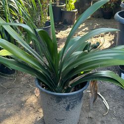 Clivia