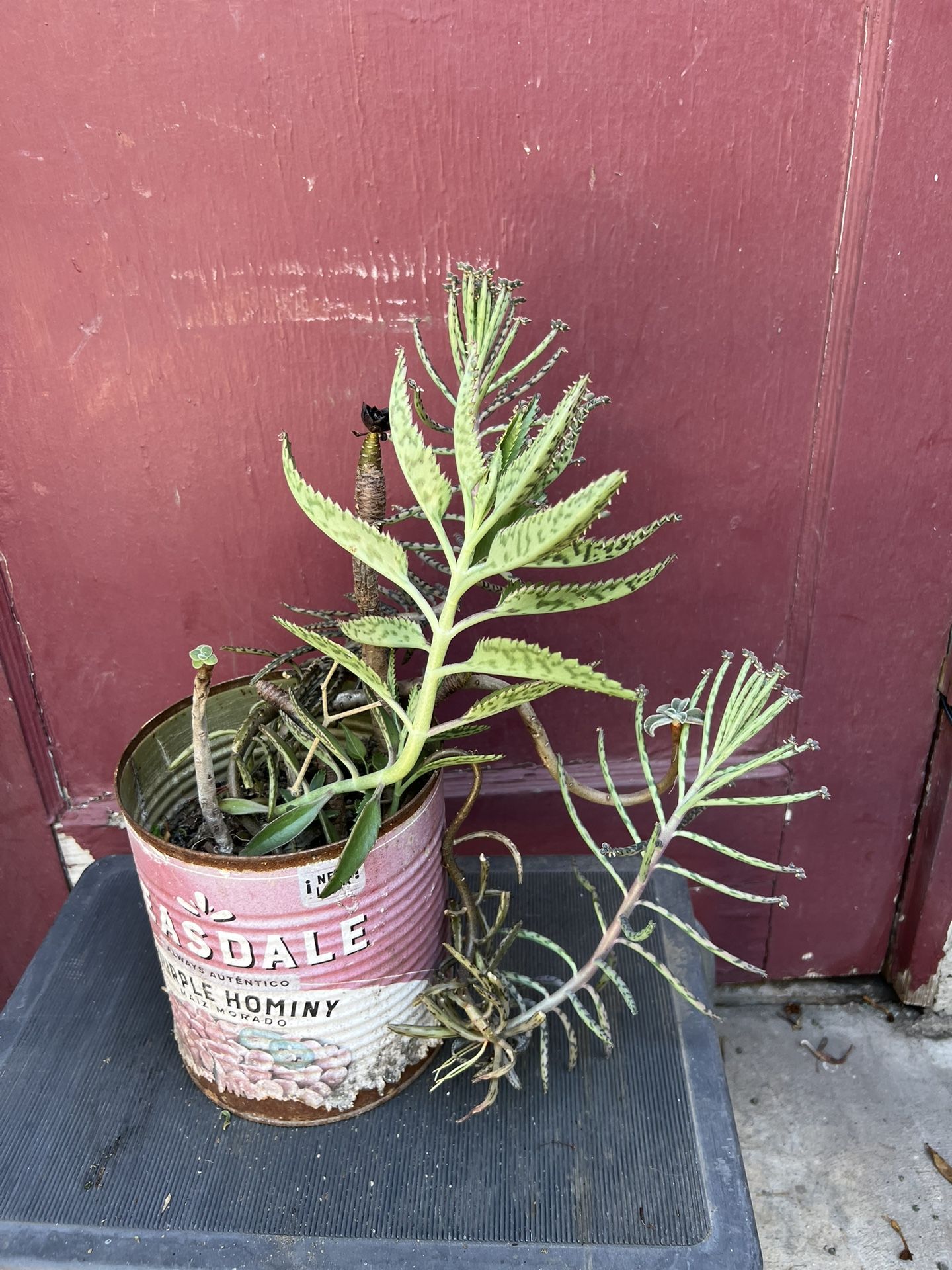 Succulents