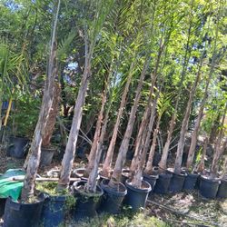 Landscaping With Palms