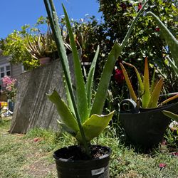 Aloe plant #1