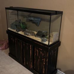 Male Ball Python With Accessories