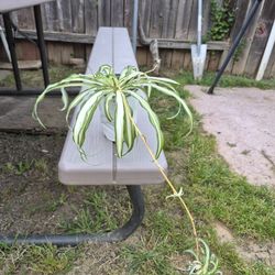 Plant  Spider 