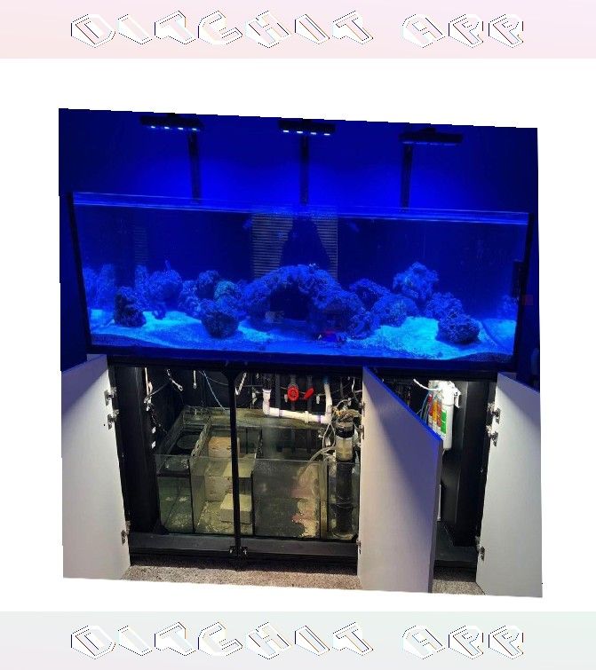 Big Aquarium Tank - Wide & Gorgeous meeting again