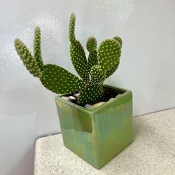 Cactus 🌵 Plant 🪴 