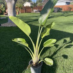 Giant bird of paradise 5 gallon 4 1/2 Feet Tall