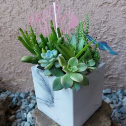 Succulents