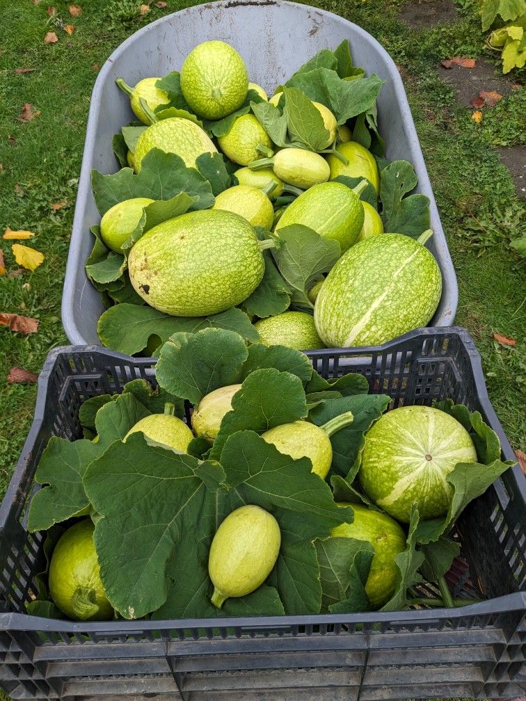 Chilacayotes Tiernos