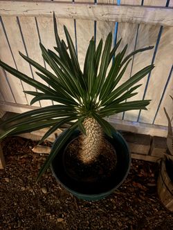 Madagascar palm