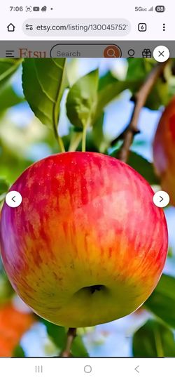 Four seasons  fruit trees