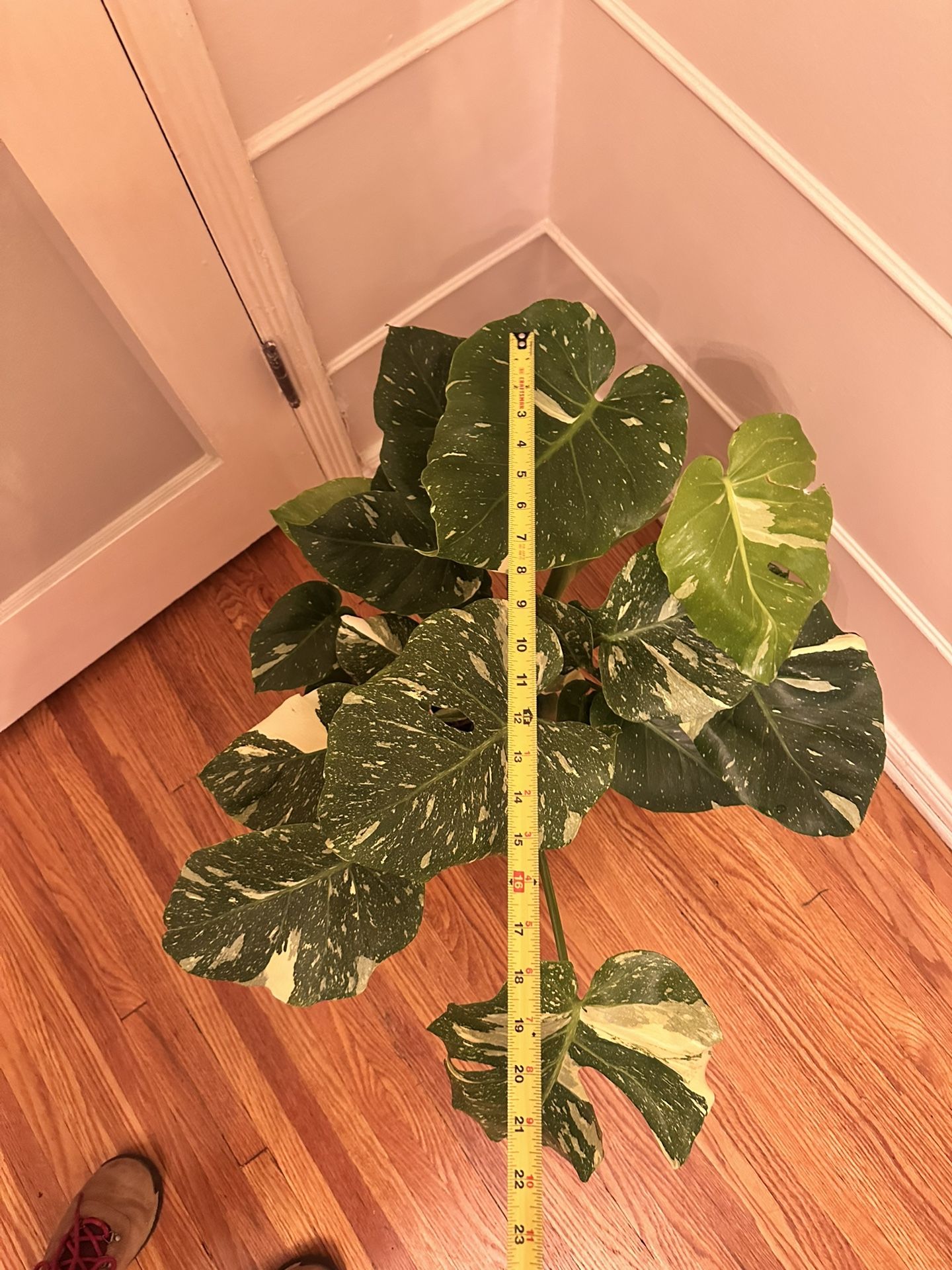 Monstera Variegated Thai