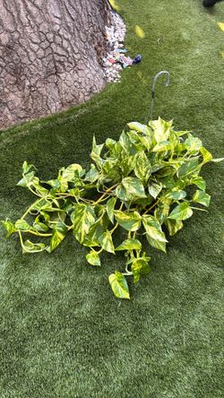 Patricio Pothos plant