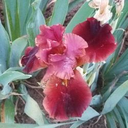 Bearded Iris Plants.        It Is A Time To Plant!