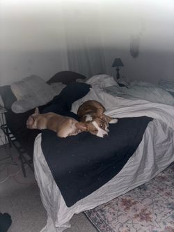 Slightly used nectar king mattress