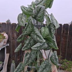 Long Scindapsus Pictus EXOTICA Plant $45