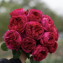 Rare Chinese Rose Plant-Cixuan