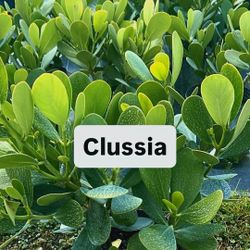 💚 Plant: Clusia