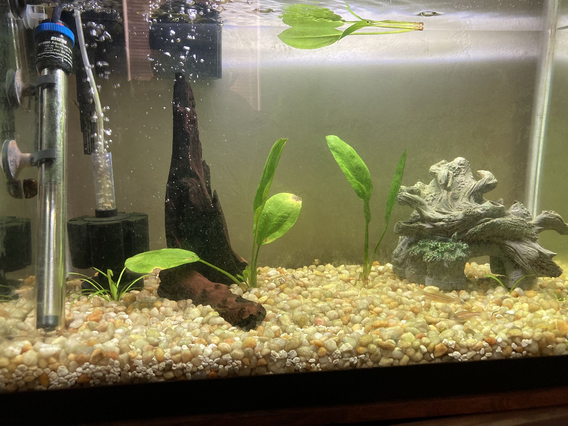 20 Gallon High Tank