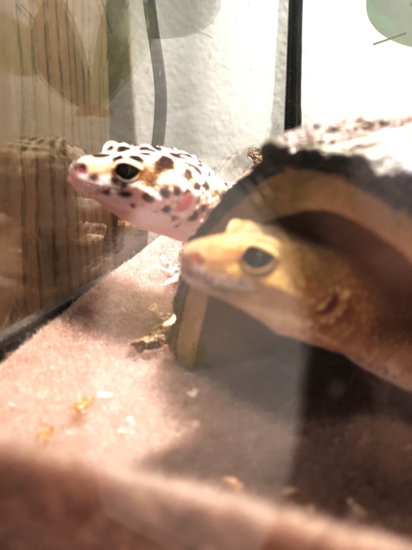 Leopard geckos