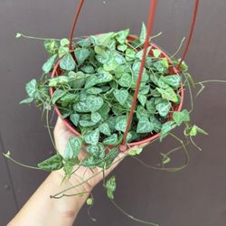 6” strings of arrows 