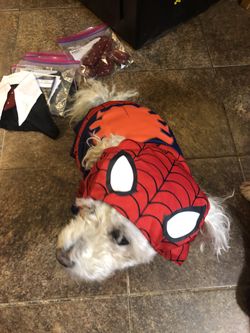 Spider-Man Halloween Dog Costume Med - Large / Dog Not the Dog